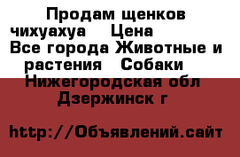 Продам щенков чихуахуа  › Цена ­ 10 000 - Все города Животные и растения » Собаки   . Нижегородская обл.,Дзержинск г.